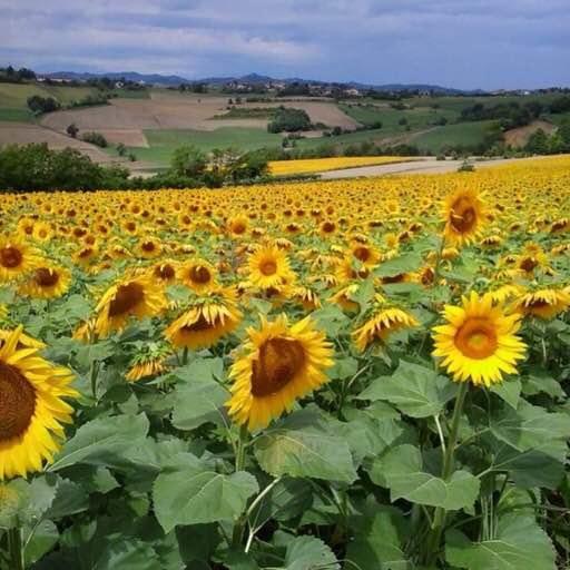 B&B Monferrato La Casa Sui Tetti Murisengo Kültér fotó